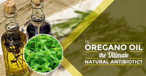 Is Oregano Oil the Ultimate Natural Antibiotic? | Nutracraft