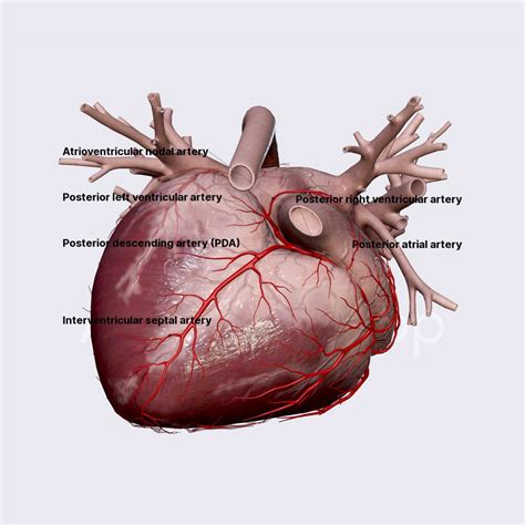 Branches of distal segment of RCA | External anatomy of the heart ...