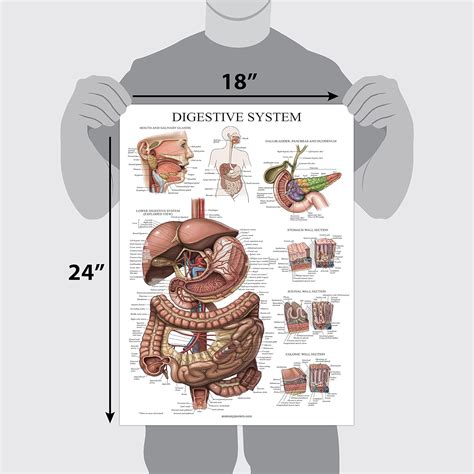 Digestive System Anatomy Chart Gastrointestinal Philippines Ubuy