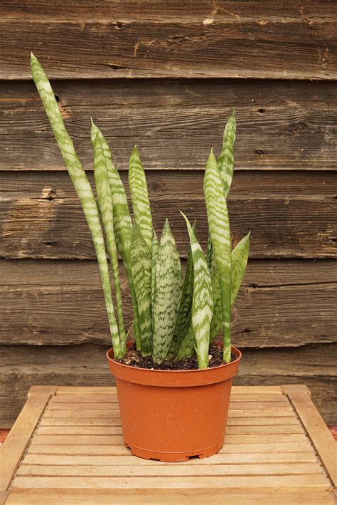 Snake Plant • Kiwi Nurseries Ltd