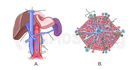 Portal Triad Gross Anatomy The Best Porn Website