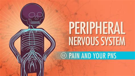 A P Peripheral Nervous System Crashcourse Accredicity A