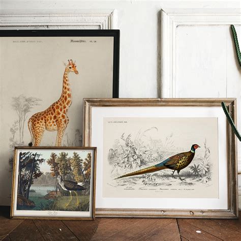 Pheasant Print Antique Animal Painting Vintage Drawing - Etsy