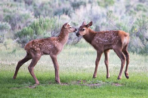 Baby Elk Photograph by Wesley Aston