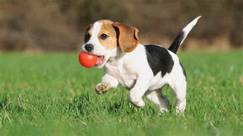 A Las Cuantas Vueltas Se Echa Un Perro Descubre El Sorprendente N Mero