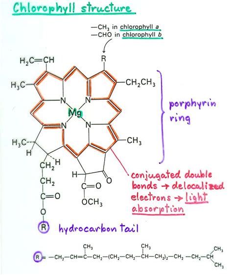 Chlorophyll Structure Porphyrin Ring Hydrocarbon Tail Biochemistry