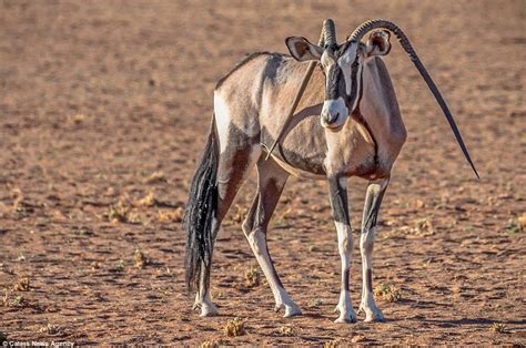 Unlucky Oryx with Floppy Horns Grazing in Namibia