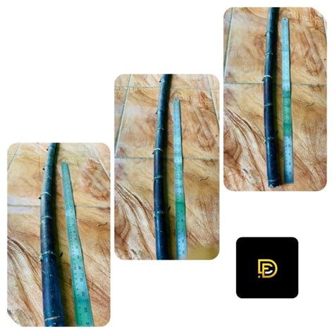 Jual Batang Tebu Hitam Batang Tebu Ireng P 50 Cm Shopee Indonesia