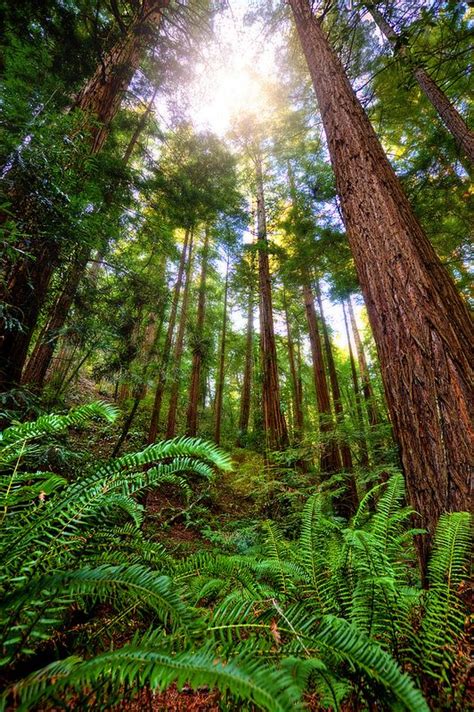 Muir Woods | Beautiful nature, Muir woods national monument, Muir woods