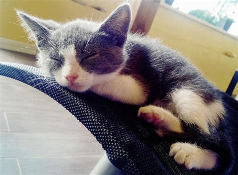 Cat Kitten Gatta Pussy Cat Puppy Feline Malai Miao Small Cat Cat Portrait Domestic Cat