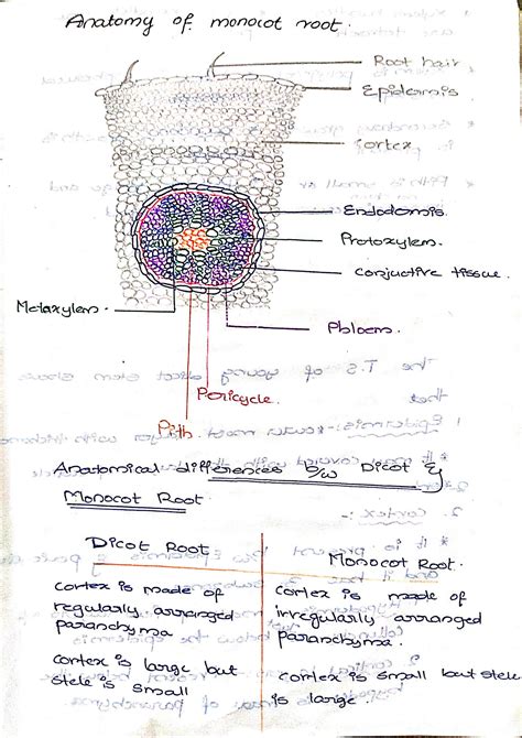 Solution Anatomy Of Monocot And Dicot Root Monocot And Dicot Stem