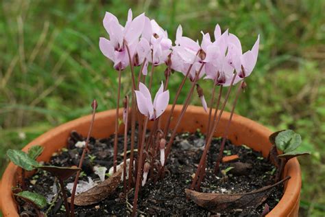 Cyclamen Cilicium