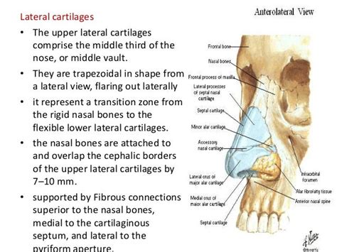 Surgical Anatomy Of Nose Mah