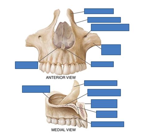 maxillae Diagram | Quizlet