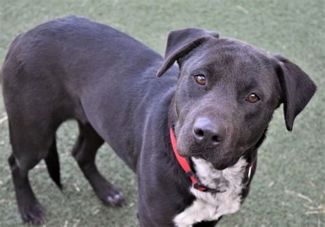 Lubbock's Awesome Adoptable Pet of the Week Is Playful Skye