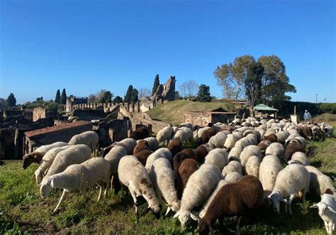 Pompeya Ficha A Un Reba O De Ovejas Para Acabar Con La Vegetaci N Que