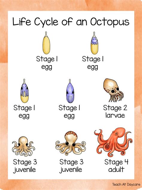 Life Cycle Of A Octopus Science Curriculum Unit Made By Teachers