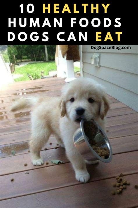 What Can Puppies Eat, Cute Dogs And Puppies, Dangerous Foods For Dogs, Foods Dogs Can Eat ...