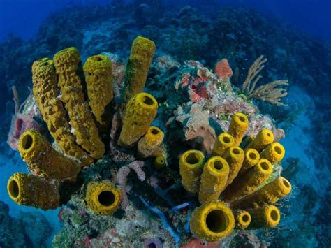 Éponge de mer naturelle son utilisation au quotidien