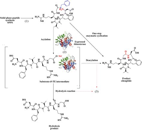 Schematic Of The One Step Chemoenzymatic Synthesis Of Cilengitide Using