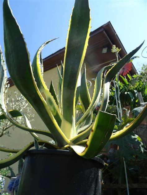 Agave Kaufen Auf Ricardo