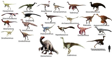 Which member of the Ornithomimosaur family is your favorite? : r/Dinosaurs