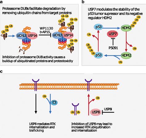 Of DUB Inhibitors And Their Effect A B AP15 And WP1130 Inhibit