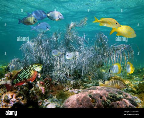 Gorgonian Soft Coral With Colorful Tropical Fish Bahamas Stock Photo