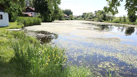 Degerndorfer Weiher Gemeinde Sagt Schlammloch Den Kampf An