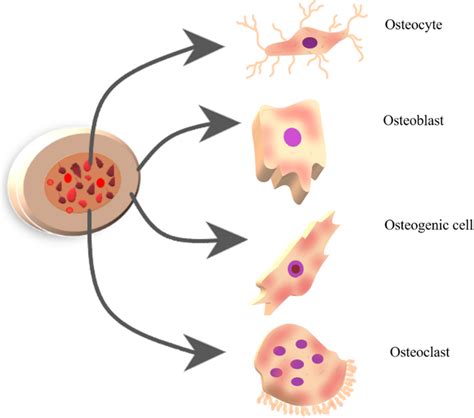 Bone tissue has four types of cells: osteocyte, osteoblast, osteogenic ...