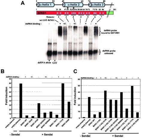 Role Of The Rna Binding Activity Of The B Ns Protein In The Inhibition