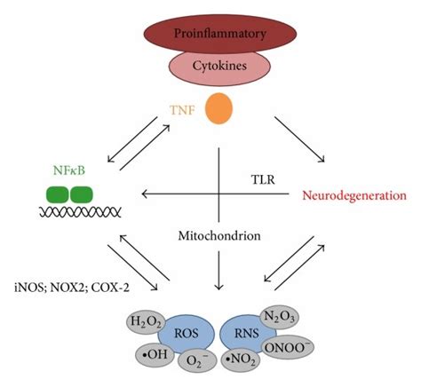 Interrelation Of Ros And Inflammatory Cytokines In Neurodegeneration