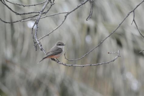 MDAS 2021 Photo Contest Winners Mount Diablo Bird Alliance