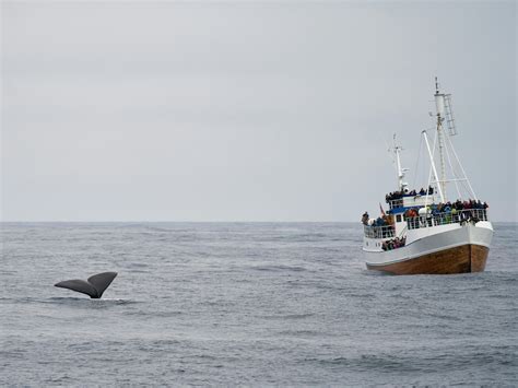 Whale Watching Photos, Download The BEST Free Whale Watching Stock Photos & HD Images