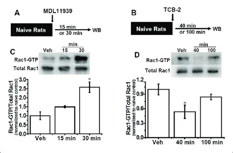 Inhibition Of Hippocampal Ht A Receptors Activates Rac Activity