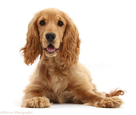 Dog: Golden Cocker Spaniel photo WP50480