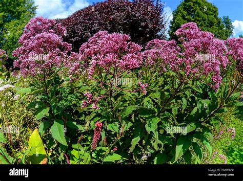 Blossom Of The Plant Purple Joe Pye Weed At Sunshine Stock Photo Alamy