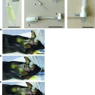 Pdf Combined Micro Osmotic Pump Infusion And Intracerebroventricular