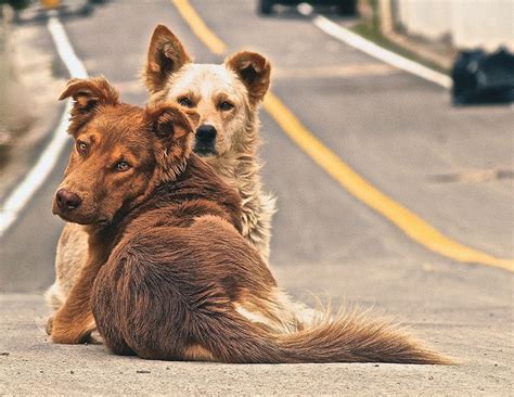 Pin De Gala En Perros Callejeros Perros Bonitos Perros Lindos Perros