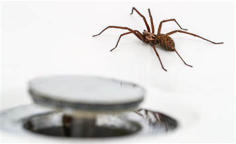 13 Ways To Keep Spiders Away Naturally Without Killing Them Homes And Gardens