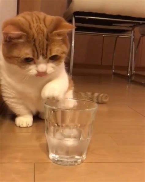 An Orange And White Cat Sitting On The Floor Next To A Glass Full Of Water