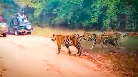 Bandhavgarh Tiger Reserve Five Tigers Came In Front Of Tourists Who Came For Jungle Safari