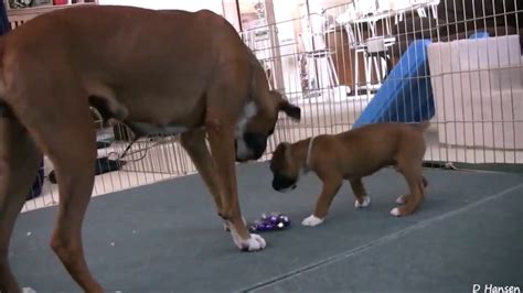 Cute 6 Weeks Old Pitbull Puppy Playing With Its Mother Youtube