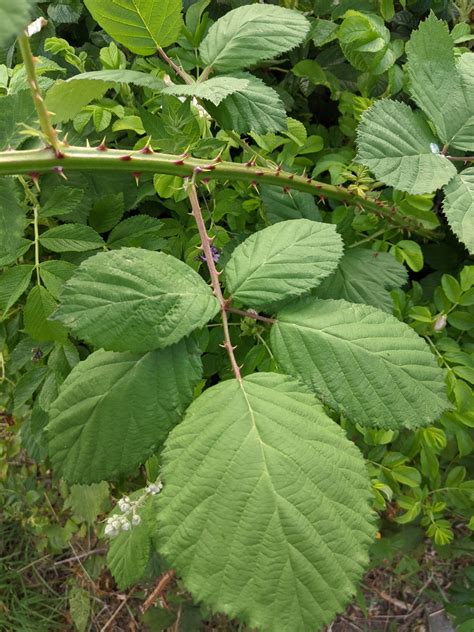 Himalayan Blackberry Ns Invasive Species Council