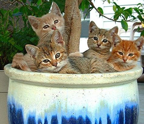 150 Cats - Cats In Flower Pots ideas | cats, cats and kittens, flower pots