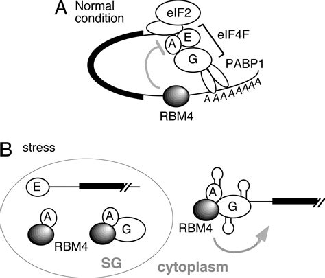 Cell Stress Modulates The Function Of Splicing Regulatory Protein RBM4