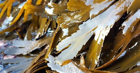 Species Spotlight Toothed Wrack Updates Horizon Seaweed