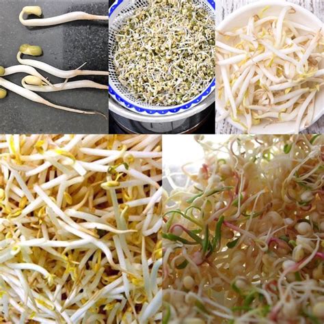 How To Grow Long Mung Bean Sprouts At Home Vedics