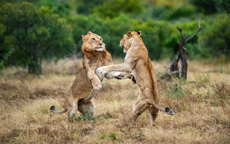 Lions fighting - Stock Image - F037/7719 - Science Photo Library