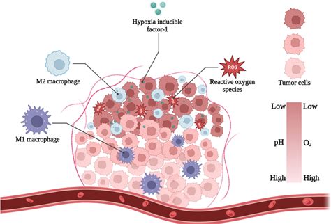 Main Hallmarks Of Hypoxic TME Figure Created With Biorender